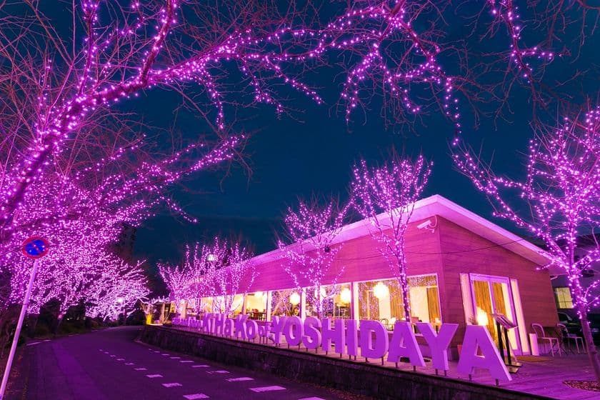 佐賀県嬉野温泉「旅館 吉田屋」
冬桜開花宣言！冬の桜並木イルミネーション今年も開催！
～吉田屋満喫日帰りペアチケットが当たるイベントも～