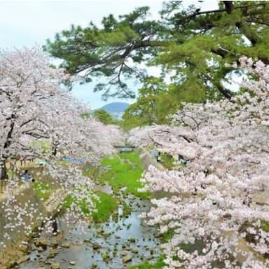 写真の投稿例
