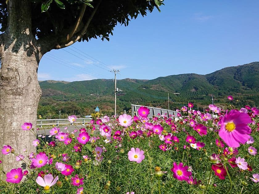台風で倒壊したとうもろこし畑がコスモス畑に生まれ変わる！
静岡・酪農王国オラッチェ、約20万本のコスモス畑が見ごろに