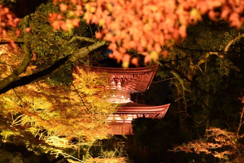 京セラのLED照明「CERAPHIC(R)」が
石山寺の紅葉ライトアップ「あたら夜もみじ」に採用
