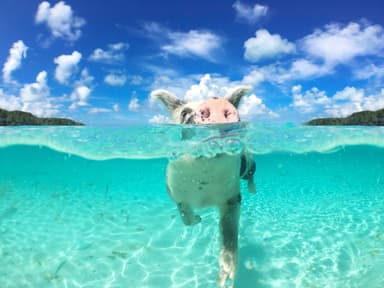 すいすい泳ぐブタさんたち
