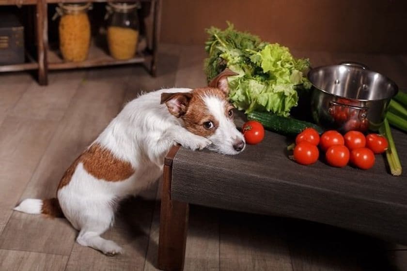【ペット保険のアイペット】
犬の異物誤飲を半数以上の飼育者が経験！？
最も異物誤飲が起きやすいのは「一緒にいて、少し目を離したとき」
～犬の異物誤飲に関する調査～