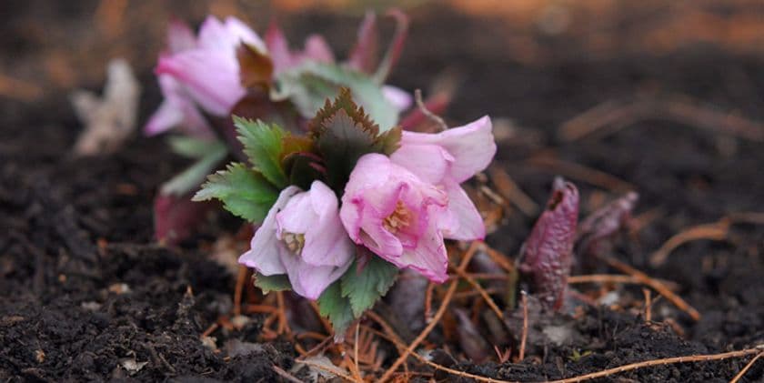 幻の花　ヘレボルス・チベタヌスを愛でる　
六甲高山植物園「クリスマスローズ展」初開催