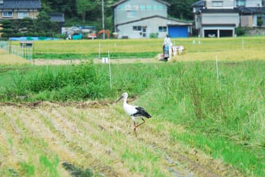 コウノトリとの共生