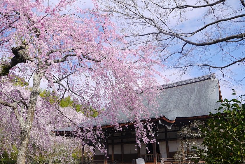 早朝の通常開門前や夜間など、春の京都を貸し切る！
一期一会の桜を愛でる『春の貸切プラン』