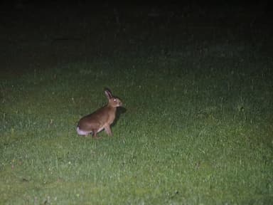 【ピッキオ】ワイルドサファリツアー  ノウサギ