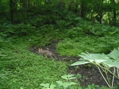 【ピッキオ】ワイルドサファリツアー  キツネ