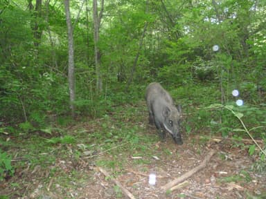 【ピッキオ】ワイルドサファリツアー  イノシシ