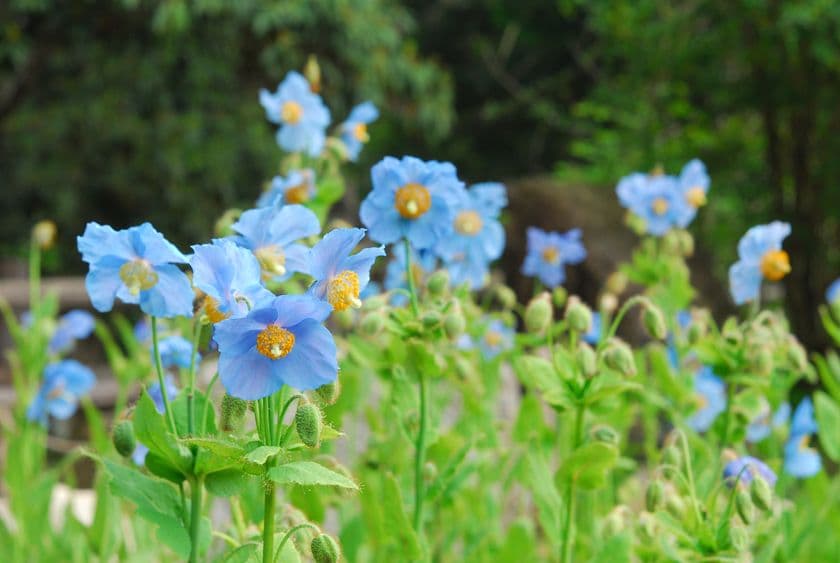 六甲高山植物園　1,500株の大群落
西日本最大級 特別展「ヒマラヤの青いケシ」