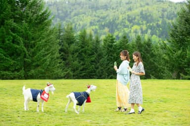 【トマム】女性とヤギイメージ