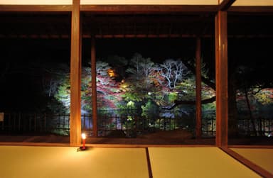 紅葉のライトアップ2