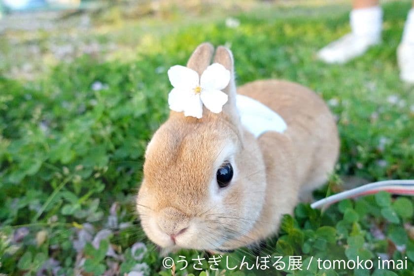 「うさぎしんぼる展」PARCO巡回展、広島・静岡で開催決定　
神“モキュ様”との記念撮影スポットや新作＆限定グッズも