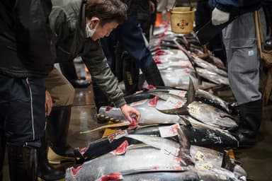 マグロのせり(2)