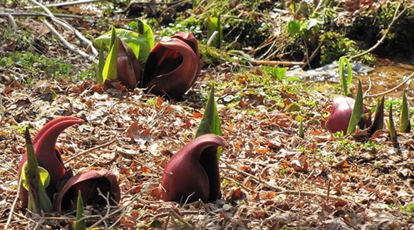 六甲高山植物園　麗らかな春の訪れ
～ザゼンソウが見頃を迎えました～