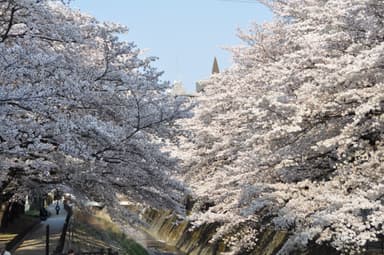 乞田川の桜並木