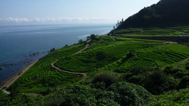 夏　千枚田