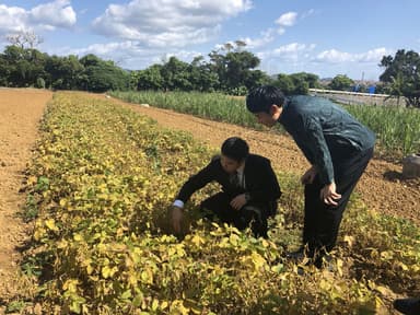 【星のや竹富島】クモーマミの種まき(2)