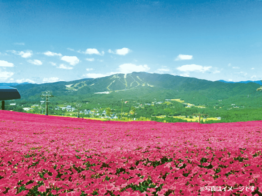 ひるがの高原に新名所！日本最大級4万株の桃色吐息が咲き誇る！
岐阜県『ひるがのピクニックガーデン』7月6日(土)OPEN