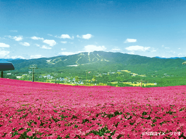 ひるがの高原の一面を桃色で包み込む「桃色吐息」