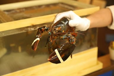 制限時間内ならいくら食べてもOK