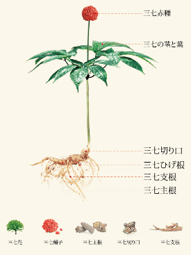 三七人参イラスト