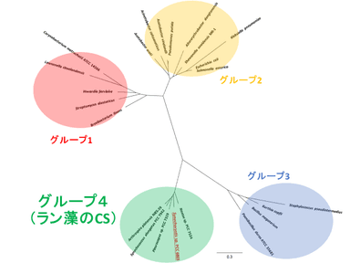 図3. 細菌のCSの分子系統樹。細菌のCSのアミノ酸配列に基づいて作成した分子系統樹です。細菌のCSは、アミノ酸配列の違いで4つのグループに分かれます。SyCSを含むラン藻のCSのアミノ酸配列は、独立したグループに分類されます。