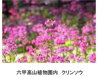 六甲高山植物園内　クリンソウ