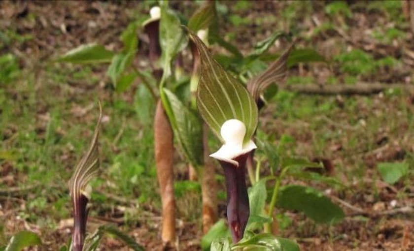 六甲高山植物園　ユニークな姿の人気者
ユキモチソウが咲き始めました！
