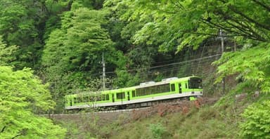 青もみじきらら