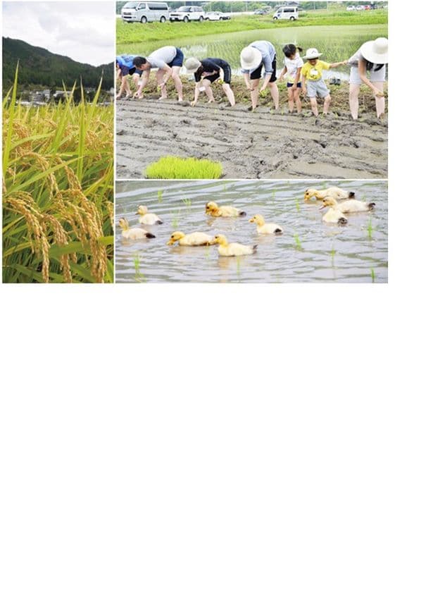 有機野菜の「ビオ・マルシェの宅配」、
6月9日(日)、「田植え体験in大阪・能勢」を開催
