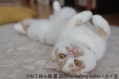 展示作品7