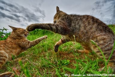 岡崎王子 as ネッコハンター「ののねこ in action」