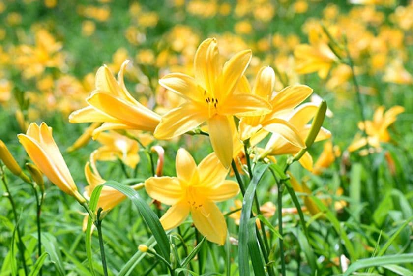 六甲高山植物園　夏の高原を彩る花
ニッコウキスゲが見頃を迎えました！