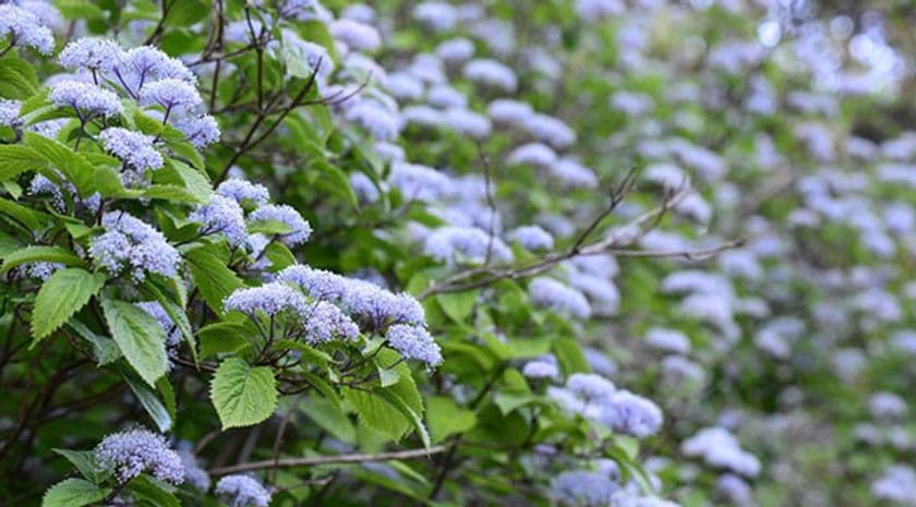 六甲高山植物園　甘い香りが漂う清楚な花
コアジサイが見頃を迎えました！