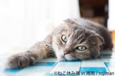 展示作品1