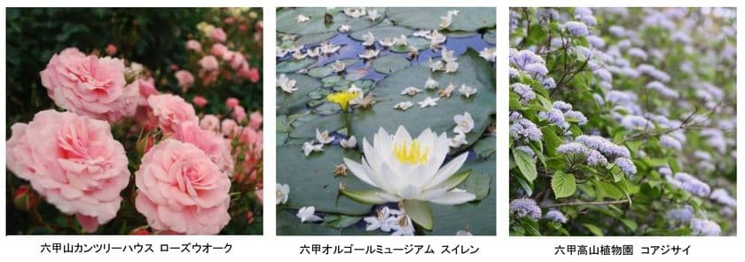 花々のベストシーズン「神戸 六甲山花めぐり」
色とりどりのバラ・アジサイがまもなく見頃を迎えます