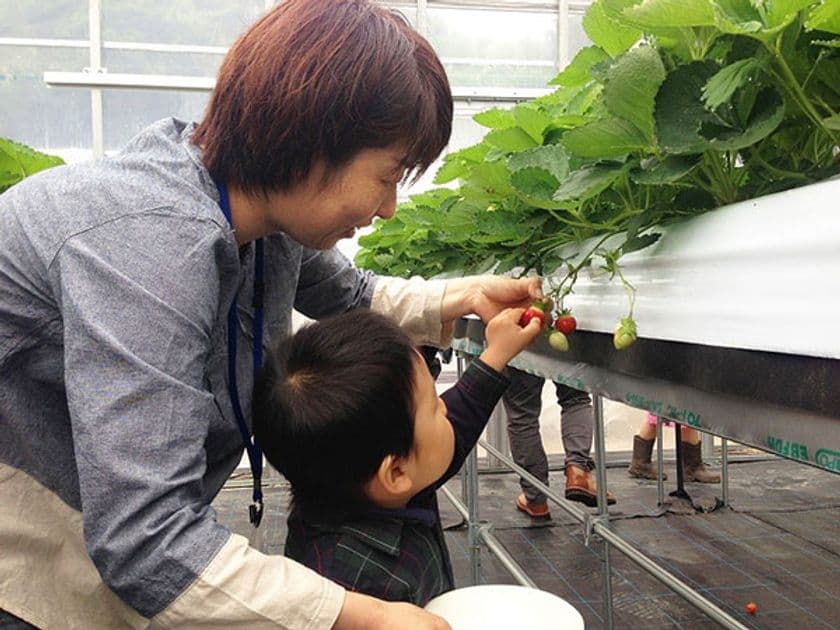 六甲山の体験農園 シーズンオープン！
～7月20日（土）から夏イチゴの摘み取り体験スタート～