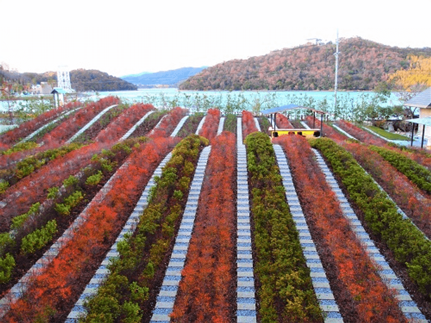 星野リゾート　界 遠州
「紅葉つむぎ茶畑」と「熟成茶」を楽しむ秋のおもてなし
期間：2019年11月1日～30日