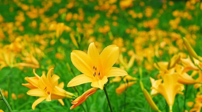 六甲高山植物園 一面に広がる黄色の花畑
約2,000株のニッコウキスゲが見頃です！
