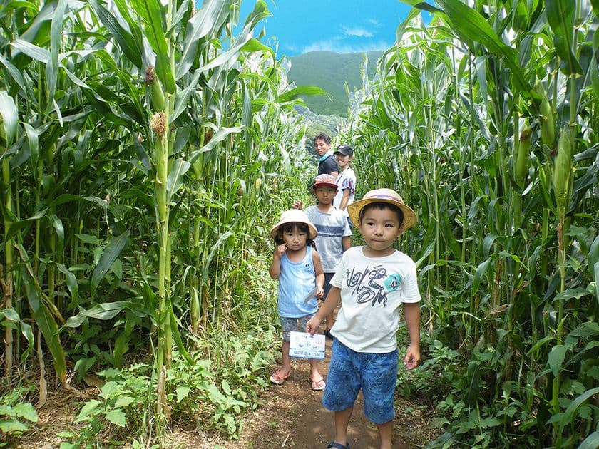 夏休み期間限定！「とうもろこし畑の巨大迷路」が
7月20日(土)伊豆に出現！
20万人以上が挑戦した脱出ゲームが過去最高難易度にレベルアップ
