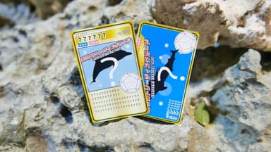 美ら海トレーディングカード
