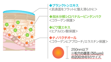肌断面イメージ図