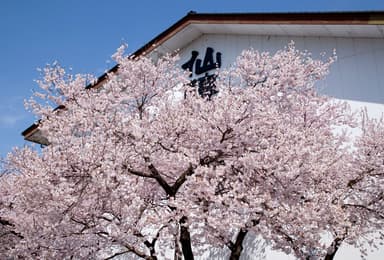 桜の名所で有名な伊那高遠の酒蔵