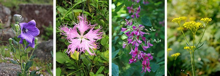 8月8日（木）は立秋
六甲高山植物園では、秋の七草が開花！