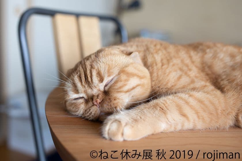 ねこまみれの秋到来！「ねこ休み展」名古屋9/14～10/6開催！
雑誌「東海ウォーカー」とコラボなど、祝・ギャラリー2周年企画