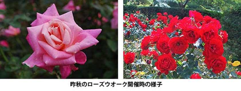 秋の六甲山で一足早くバラを楽しむ
「バラの小径　ローズウオーク」9月14日（土）シーズンオープン