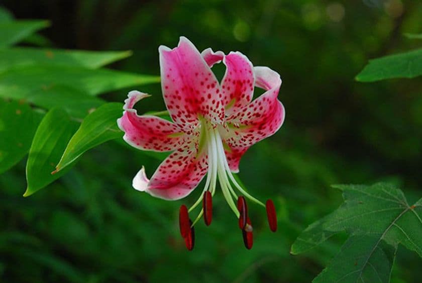 六甲高山植物園 絶滅危惧II類の可憐な花
ユリの王様 カノコユリが見頃です！