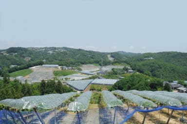 井原の葡萄畑