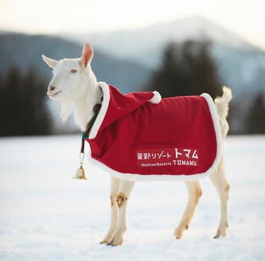 【トマム】ヤギ イメージ