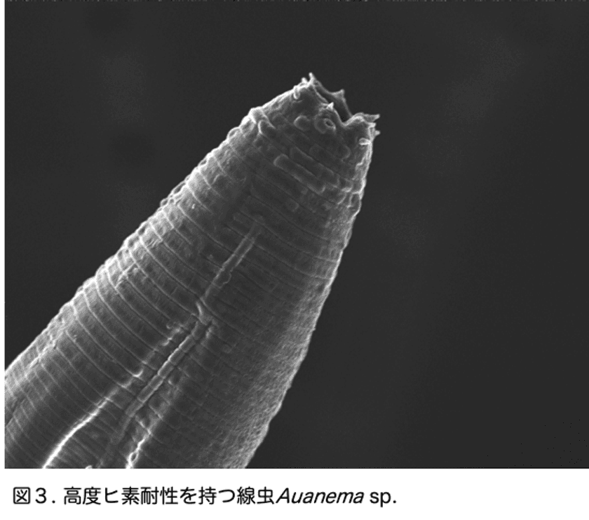 極限環境の湖からヒトの５００倍のヒ素耐性を持つ線虫を発見
〜極限環境生物の適応メカニズムを解明する糸口に〜
明治大学農学部　新屋専任講師らの共同研究